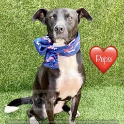 Pepsi image 1