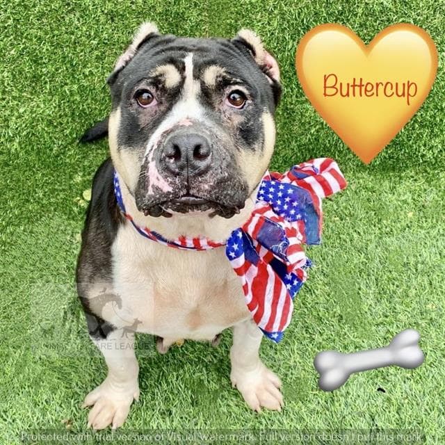 Buttercup - Pit Bull Terrier