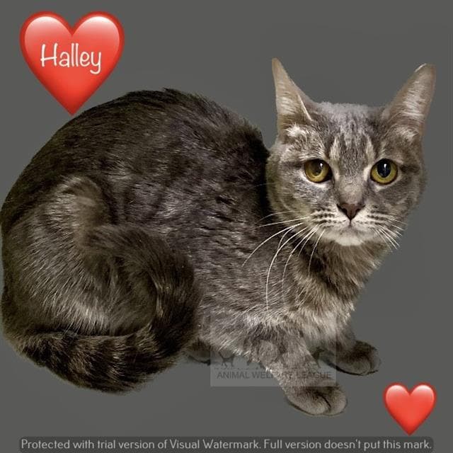 Halley - Domestic Short Hair