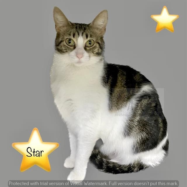 Star - Domestic Short Hair