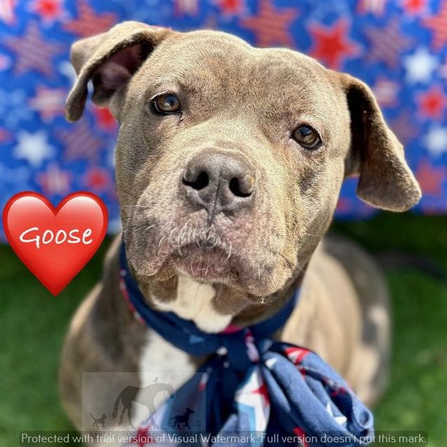 Goose - Pit Bull Terrier