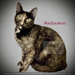 Autumn image 1