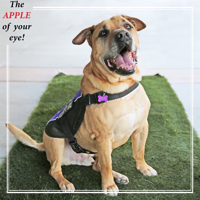 Apple - Labrador Retriever