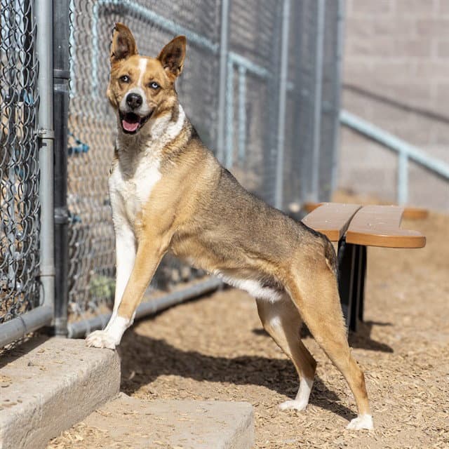 Tippy - German Shepherd Dog