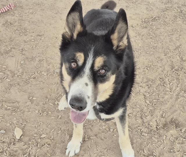 Hunter - German Shepherd Dog