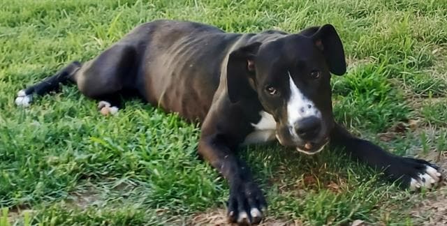 Sadie - Great Dane