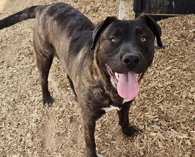 Vaquero - American Pit Bull Terrier