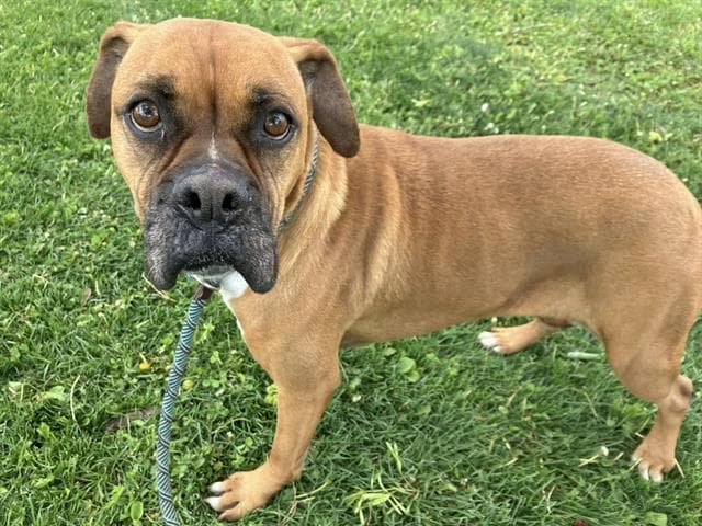 Daisy - Boxer