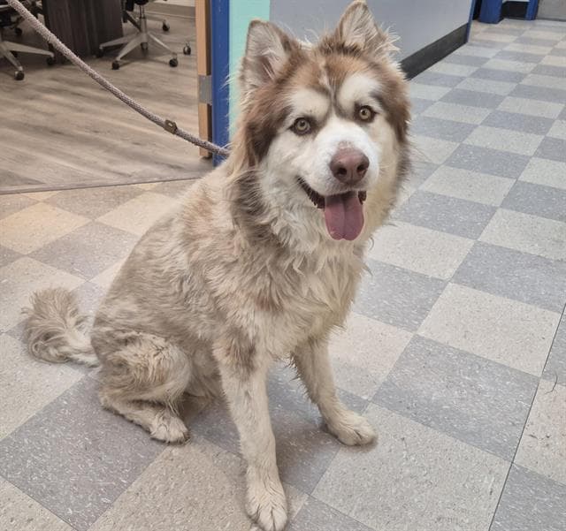 Clark - Alaskan Malamute