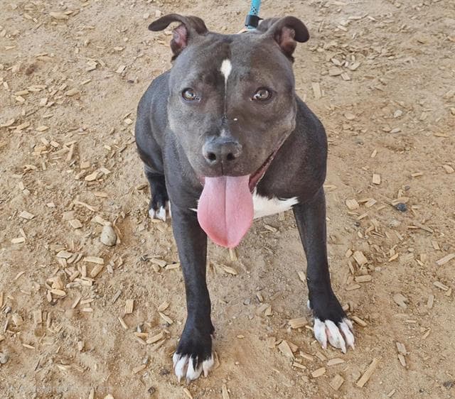 Dobby - American Pit Bull Terrier