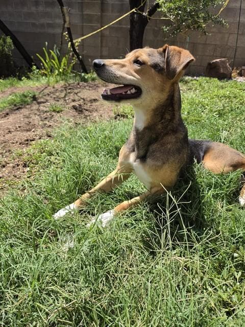 Newton - German Shepherd Dog