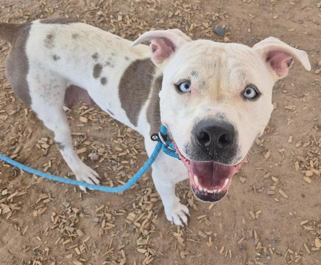 Corazon - American Pit Bull Terrier