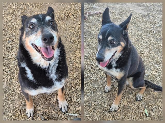 Daisy - Australian Cattle Dog/Blue Heeler