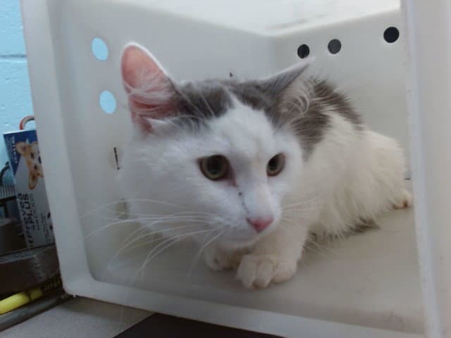 Fluffums - Domestic Medium Hair