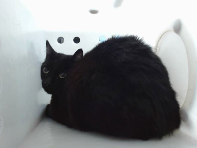 Meice - Domestic Short Hair