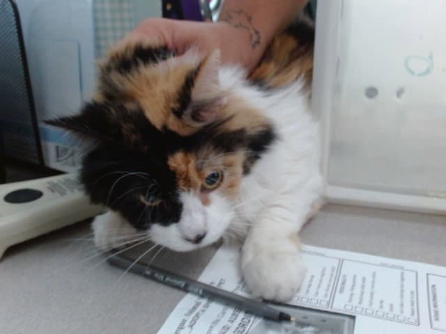 Eda Gordita - Domestic Long Hair