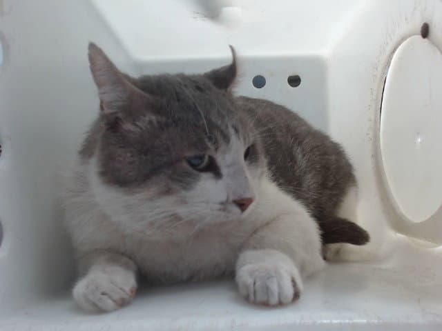 Bub - Domestic Short Hair