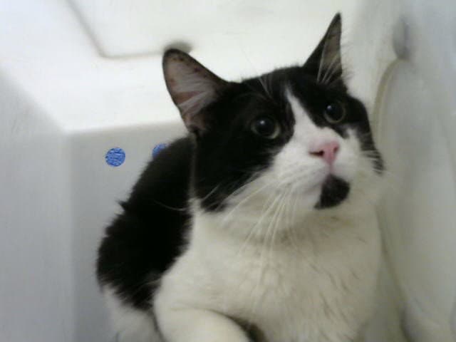 Bertram - Domestic Medium Hair