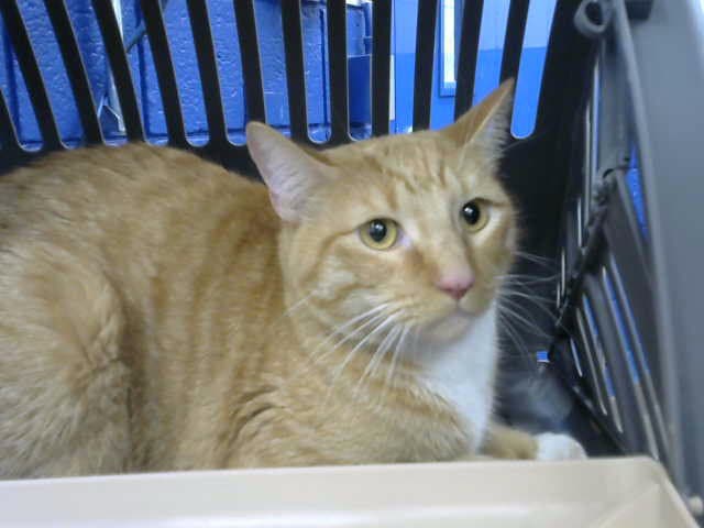 Julius - Domestic Short Hair