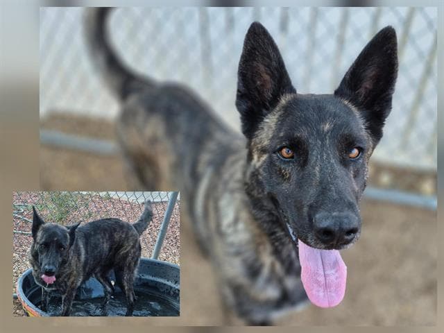 Bear - German Shepherd Dog