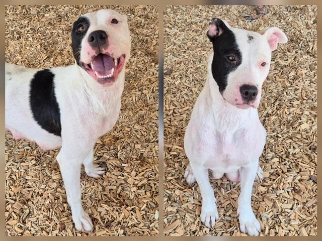 Wera - American Staffordshire Terrier