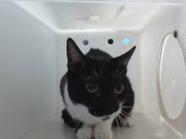 Suzanne - Domestic Short Hair