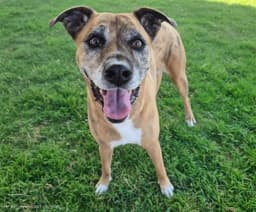 Millie image 1