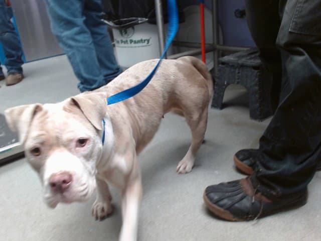 Miss Piggy - English Bulldog