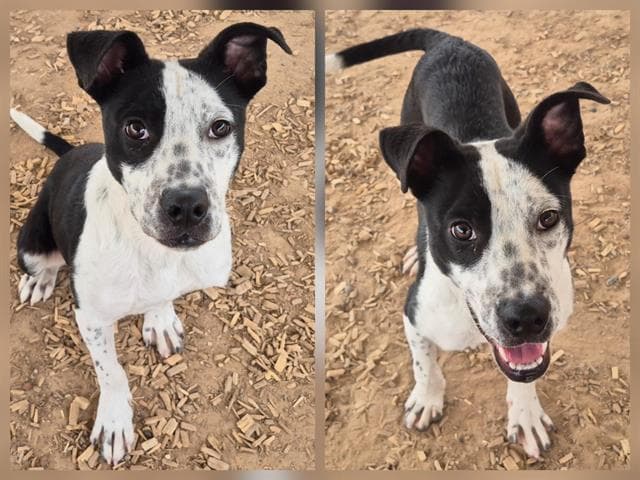 Flash - Australian Cattle Dog/Blue Heeler