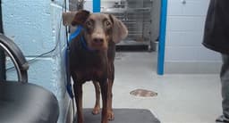 Brownie image 1