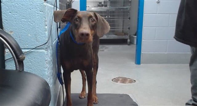 Brownie - Doberman Pinscher