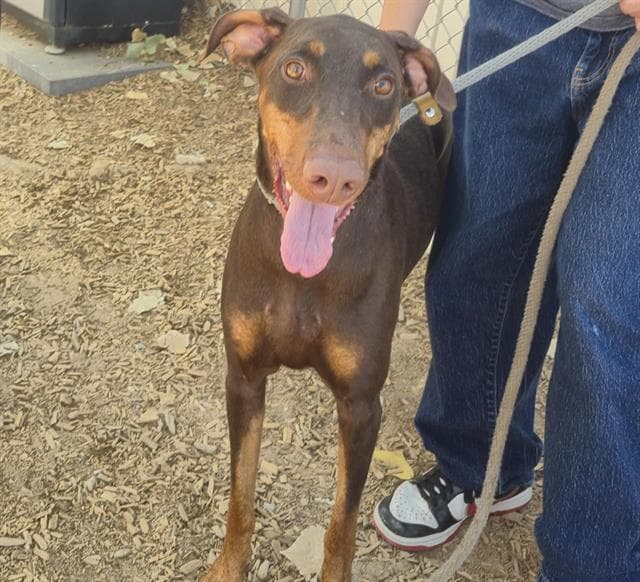 Brownie - Doberman Pinscher