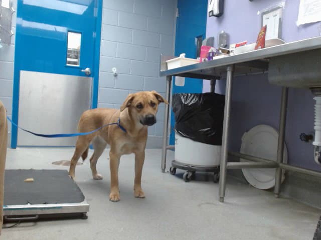 Canela - Labrador Retriever