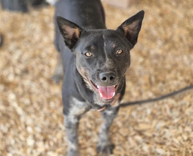 Lady - Australian Cattle Dog/Blue Heeler