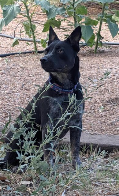 Lady - Australian Cattle Dog/Blue Heeler