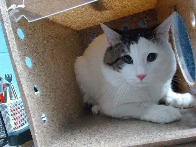 Lizyn - Domestic Short Hair