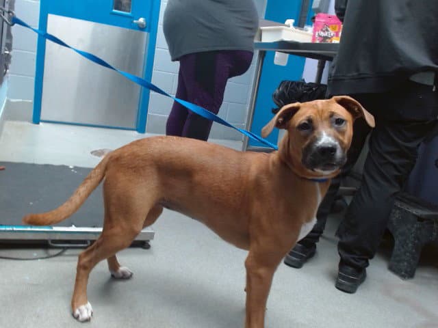 Mocha - Boxer