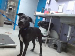 Bailey image 1