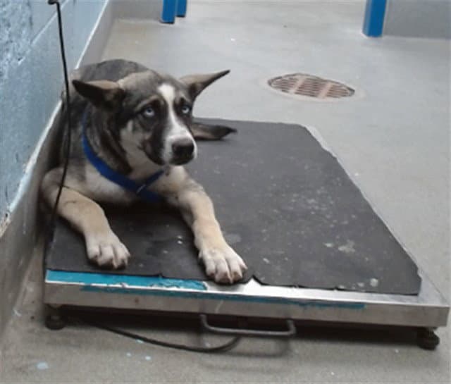 Avon - Husky