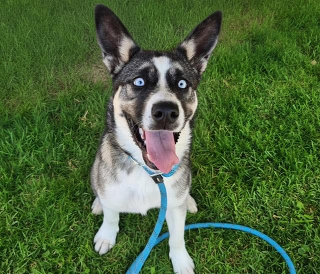 Avon - Husky