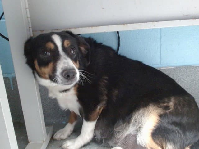 Sonny - Australian Cattle Dog/Blue Heeler