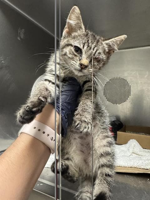 Theia - Domestic Short Hair
