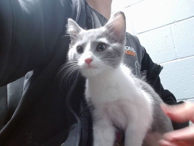 Mercy - Domestic Short Hair