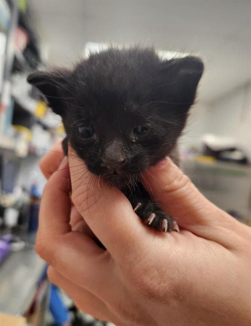Unknown - Domestic Short Hair