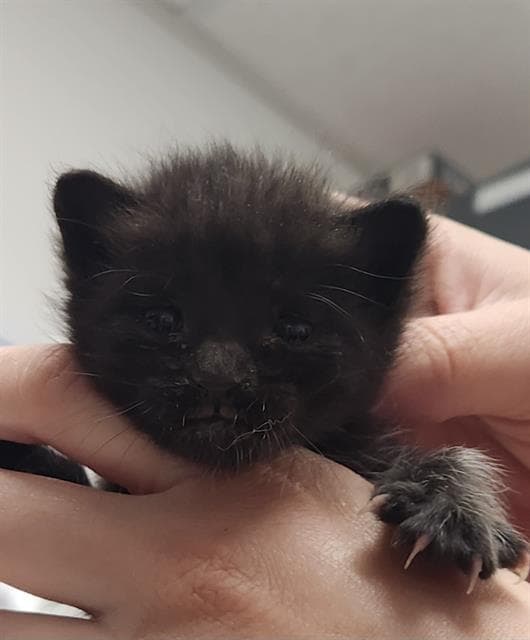 Unknown - Domestic Short Hair