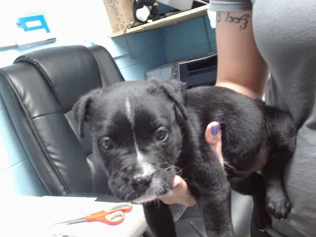 Flora - American Pit Bull Terrier
