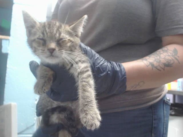 Wellhouse - Domestic Short Hair