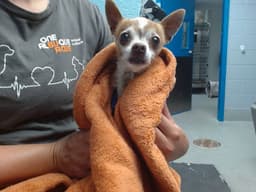 Lulu image 1