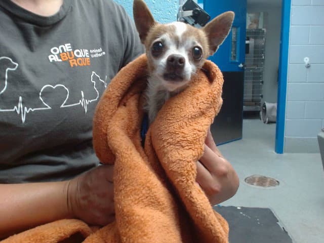 Lulu - Chihuahua
