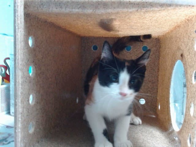 Daisy - Domestic Short Hair